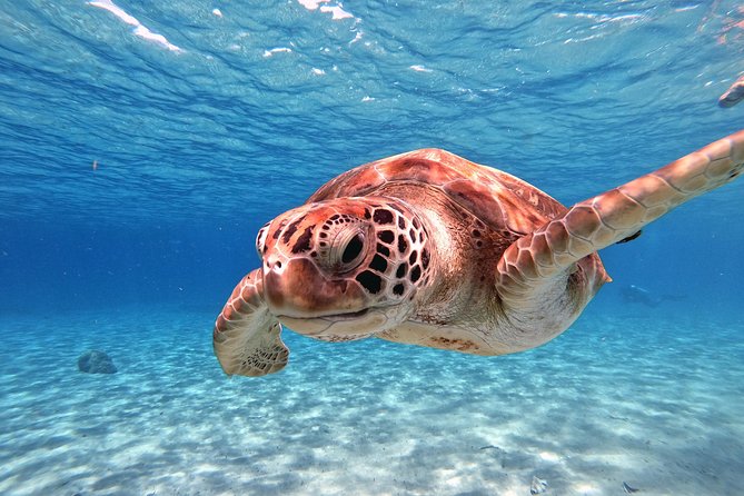 Swim and Snorkel with Sea Turtles - The $99 price and what you receive