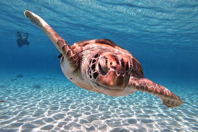 Swim and Snorkel with Sea Turtles - Who will enjoy this most