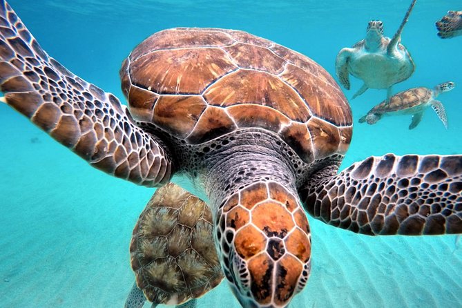 Swim and Snorkel with Sea Turtles - Timing, pickup, and practical preparation