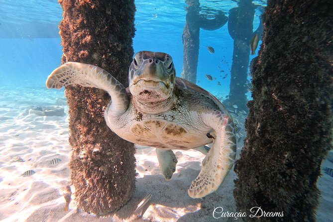 Swim and Snorkel with Sea Turtles - Entering the water from the beach