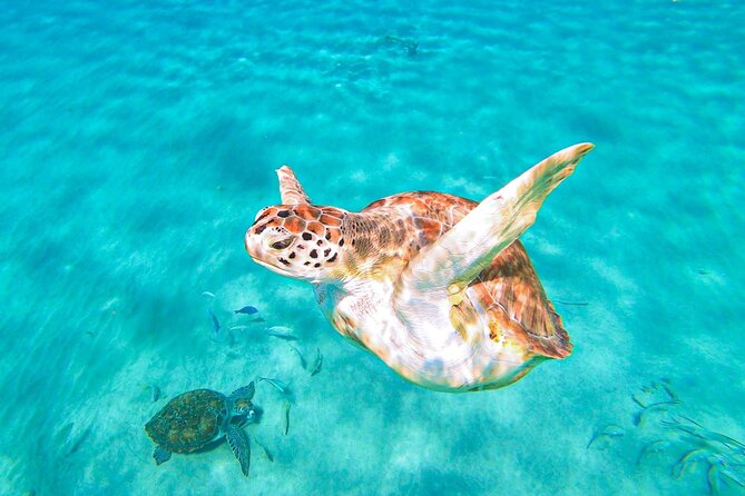 Swim with Turtles at Turtle Bay, Curacao: Boat, Blue Room Cave - The real appeal: turtles, a cave, and a fast ride