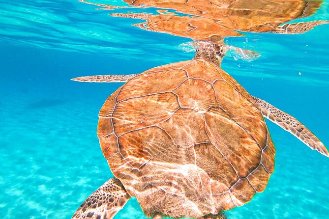 Swim with Turtles at Turtle Bay, Curacao: Boat, Blue Room Cave - Is $98 a fair price for this outing?