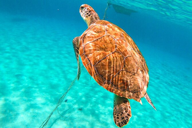 Swim with Turtles at Turtle Bay, Curacao: Boat, Blue Room Cave - The Blue Room Cave requires a confident swim