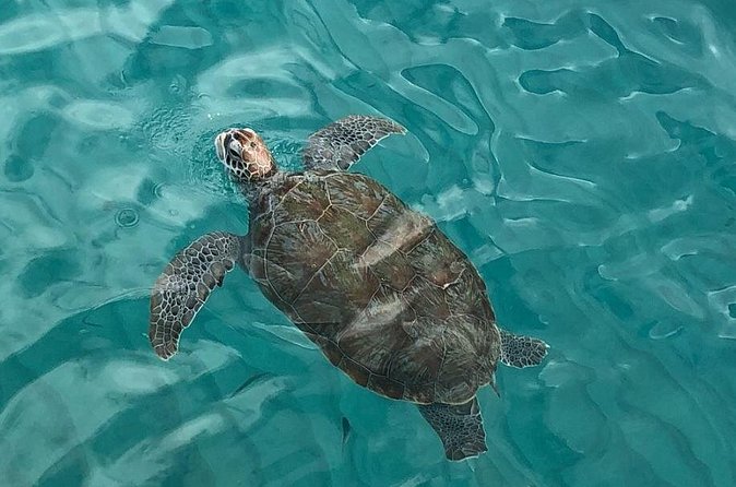 The Curacao Private Beach Hopping / Snorkeling Tour - Cas Abao, Grote Knip, and the beach-hopping choice