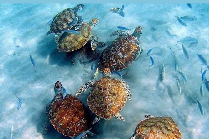 Tour to the best beaches; snorkel with fish and turtles - Three beaches, three different sides of Curaçao