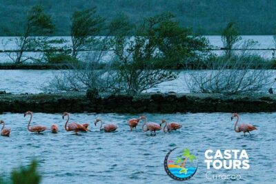 Tour to the best beaches; snorkel with fish and turtles
