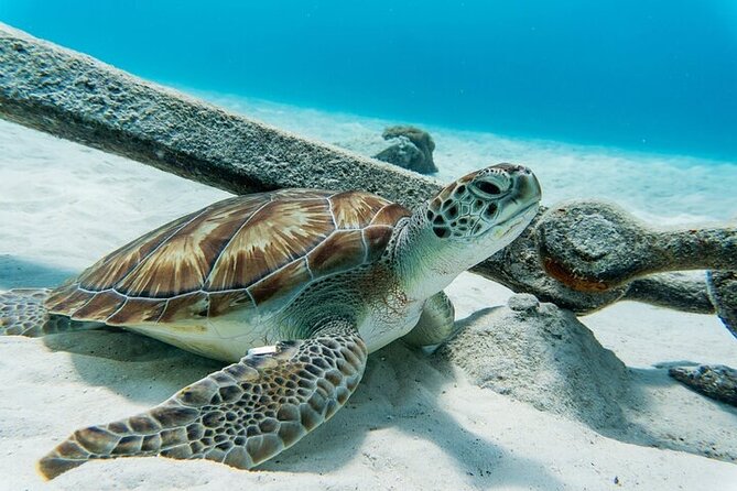 Turtle Swim at TurtleBay visit Flamingos & KnipBeach Safari Truck - Key points before you book