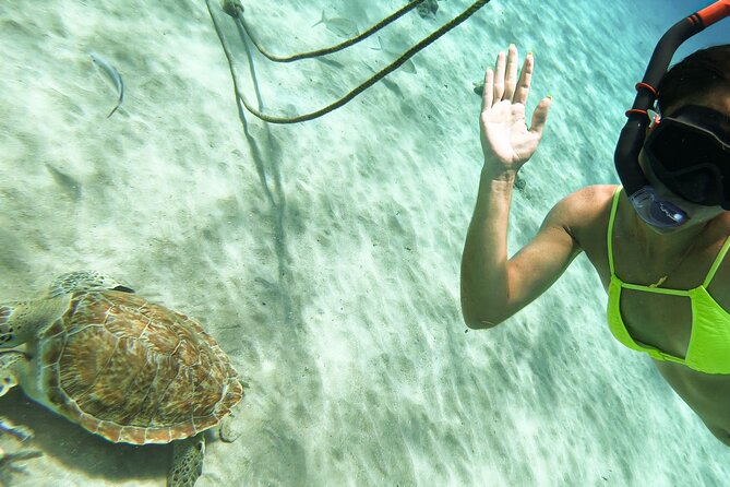 Turtle Swim at TurtleBay visit Flamingos & KnipBeach Safari Truck - Flamingo country comes with a large asterisk