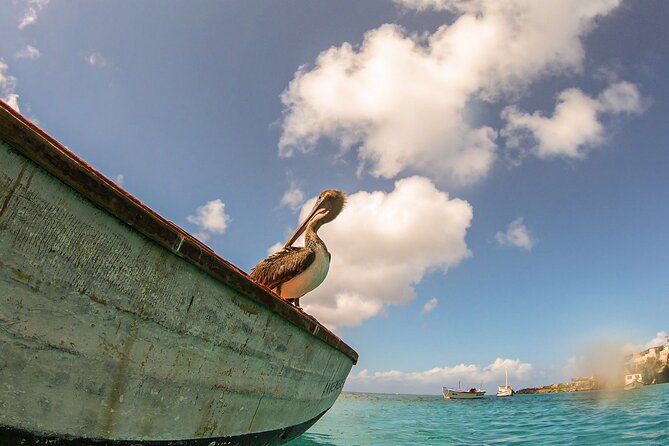 Turtle Swim at TurtleBay visit Flamingos & KnipBeach Safari Truck - What the $82 price really covers