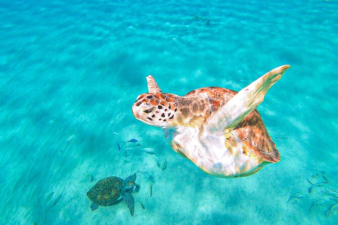 Turtle Swim at TurtleBay visit Flamingos & KnipBeach Safari Truck - Pickup reliability deserves attention