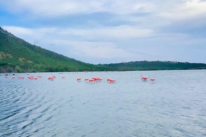 Turtle Swim at TurtleBay visit Flamingos & KnipBeach Safari Truck - Knip Beach is the most beautiful stop