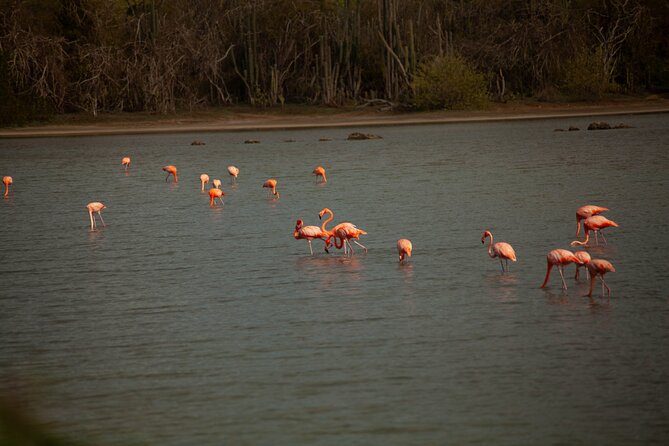 Turtles, Beach and Flamingo in Curacao Private photoshoot Tour - Who will get the most from this tour